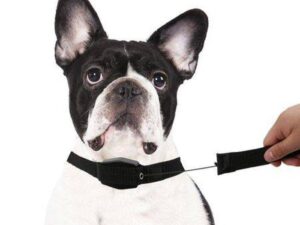 Magnetic Retractable 2 In 1 Telescopic Leash And Collar